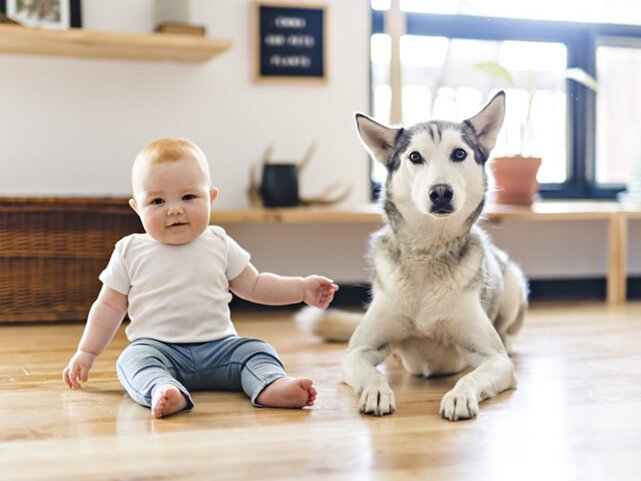 Baby sitting with dog on hardwood flooring